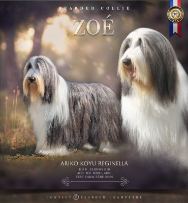 Étalon Bearded Collie - ariko koyu Reginella
