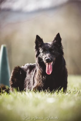 Étalon Berger Belge - Um-pact imminent Des Abîmes Ardents