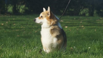 image de Waka waka woody