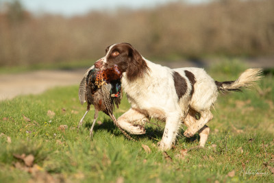 Étalon English Springer Spaniel - rosebay Harland