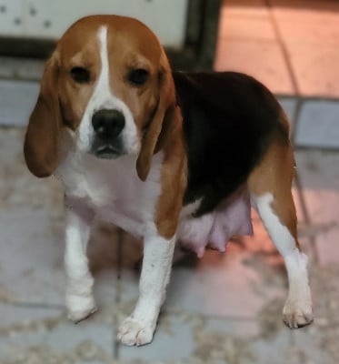 Siji Des marais de courmont