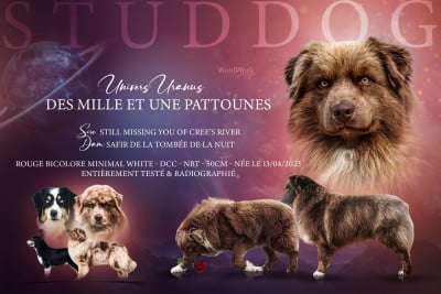 Étalon Berger Australien - Univers Uranus Des Mille Et Une Pattounes