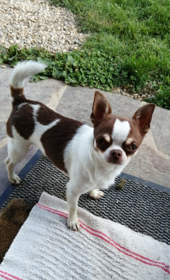 Étalon Chihuahua - Opium Du Temps Des Amazones