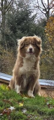 Étalon Berger Australien - Tiga Du rivage des mille etangs