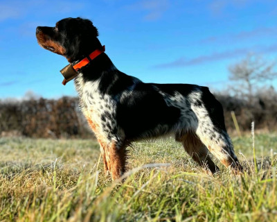 Étalon Epagneul Breton - Vulkain Du Bois Des Vergnes
