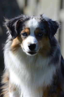 Étalon Berger Américain Miniature - Vogue avec la super flower Du Chemin Pailleté