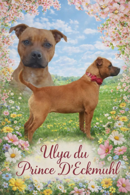 Étalon Staffordshire Bull Terrier - Ulya Du Prince D'Eckmuhl