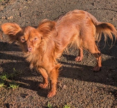 Étalon Russkiy Toy (Petit Chien Russe) - Toupie Des Elflines De Gaelic