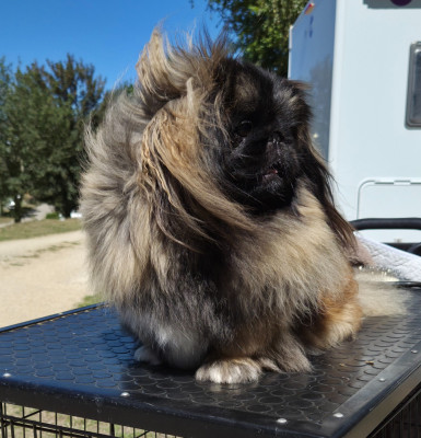 Étalon Pekinois - Sissi, Vôtre Majesté du prieuré aux comtes