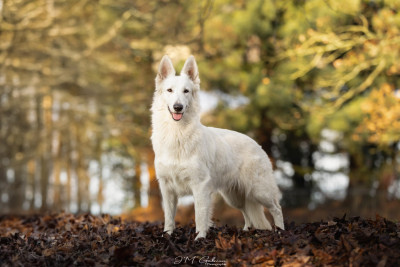Étalon Berger Blanc Suisse - Veni vidi vici Des Blancs De La Pierre Lune