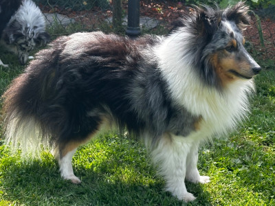 Étalon Shetland Sheepdog - Mister selty du Royaume d'Angélique