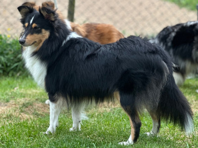 Étalon Shetland Sheepdog - Urka black diamond de de l'Angelarde