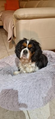 Étalon Cavalier King Charles Spaniel - Saika des brumes de Garonne