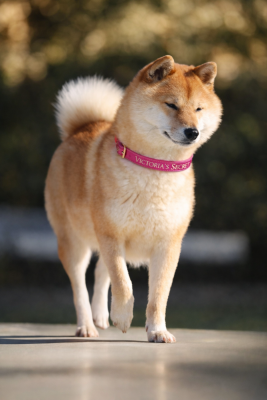 Étalon Shiba - Victoria's secret Born in Aulero
