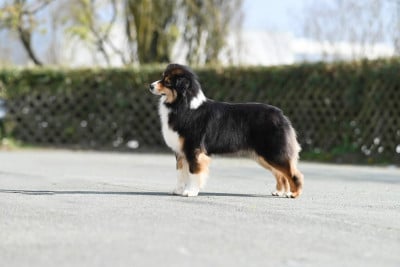 Étalon Berger Australien - Valkyrie du chemin de la belle etoile