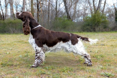 Étalon English Springer Spaniel - TR. CH. Unique sansa De Rebelle Arya