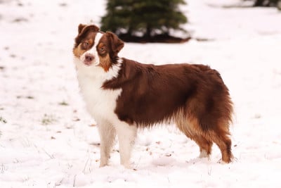 Étalon Berger Australien - Avengers wanda redwitch Of Complicity Dream