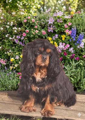 image de Sun of my life