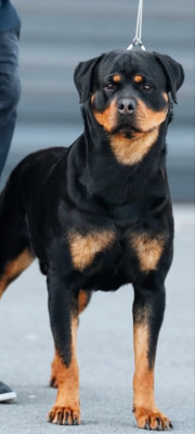 Étalon Rottweiler - Valkyrie Des Pyramides Noires Et Feux