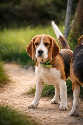 Étalon Beagle - Uxane Du Banc D'Arguin