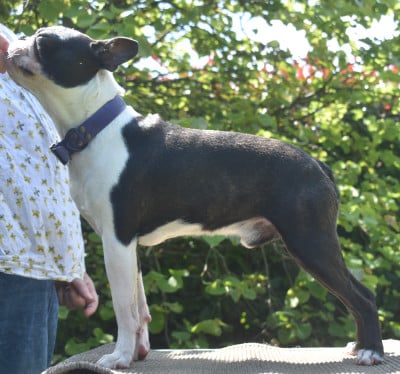 Étalon Boston Terrier - dv Ucciano de sabbia nera de mondella