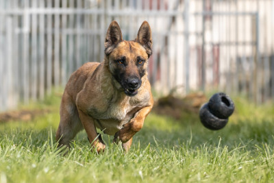 Étalon Berger Belge - Ulka de la maison des fées