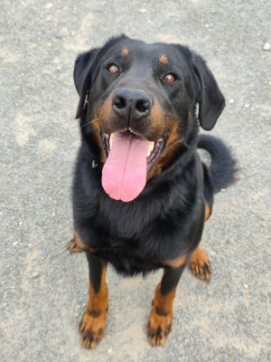 Étalon Berger de Beauce - Ulyss De La Vallée Des Feux Argentés