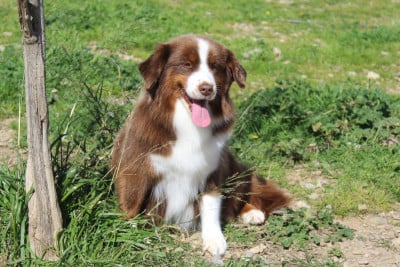 TARA - Tinky lady queen Of Winner Mistral