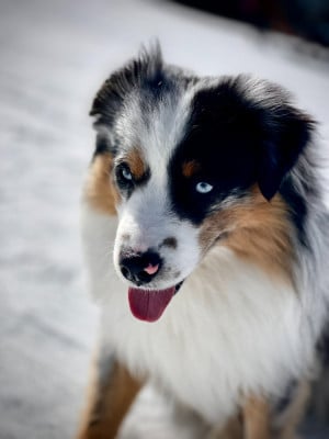 Étalon Berger Américain Miniature - Un Voyage dans la Lune (Sans Affixe)}