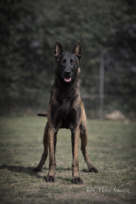 Étalon Berger Belge - Veselko dark Vom Mond Schwarz