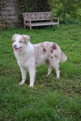 Étalon Border Collie - X'ika vibes and chill from izzy's footsteps