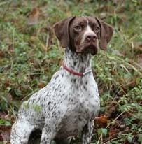 Étalon Braque français, type Pyrenees (petite taille) - TR. Valkyrie Des Sentiers De La Douyne