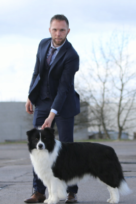 Étalon Border Collie - CH. wild storm Glenn rhee