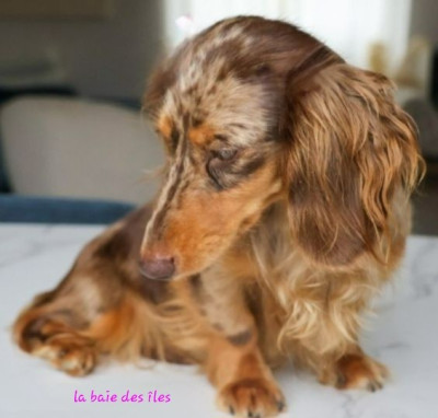 Étalon Teckel poil long - kronjuwel Ingrid in tango