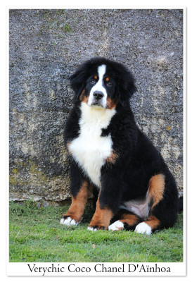 Étalon Bouvier Bernois - Verychic coco chanel D'Ainhoa