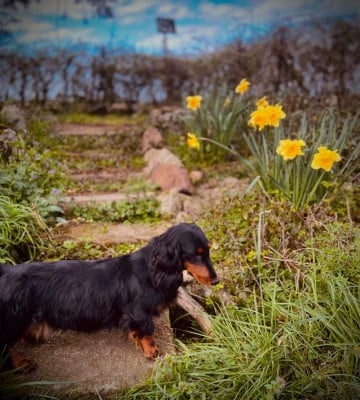 Volva Des Jardins De Morrowind