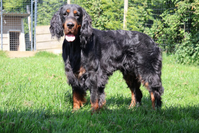 Étalon Setter Gordon - George Of The Purple Fallow