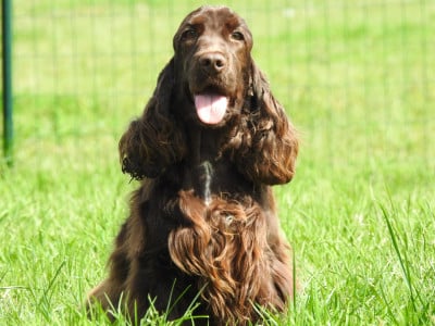 Étalon Cocker Spaniel Anglais - Une chocolatine De L'étang Au Miroir