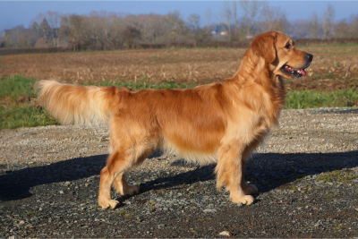 Étalon Golden Retriever - double willow Keep in mind 'luffy'