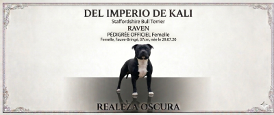 Étalon Staffordshire Bull Terrier - Raven (Sans Affixe)