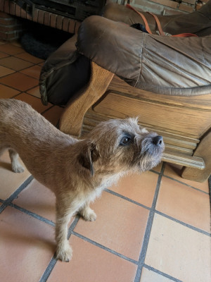 Étalon Border Terrier - Vilma d'Hixa's Stories