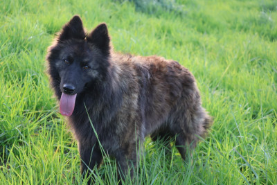 Étalon Berger hollandais - Vida mia Legend'of Ki Breizh