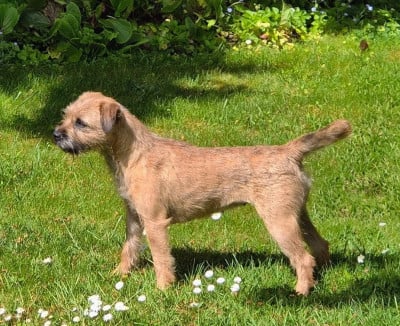 Étalon Border Terrier - Vilma d'Hixa's Stories