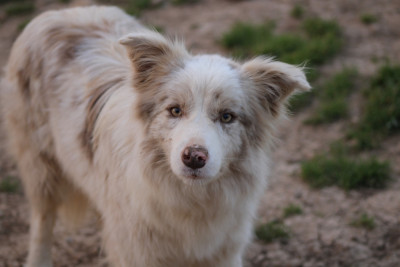 Étalon Border Collie - Via lucania De La Lumière De Nerthus