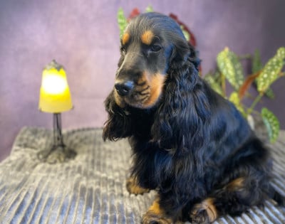Étalon Cocker Spaniel Anglais - Tallulah-bell Des Gardiens Des Templiers
