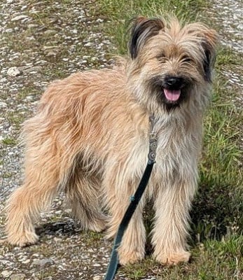 Étalon Berger des Pyrenees à poil long - Voxanne Du Rocher De Garla
