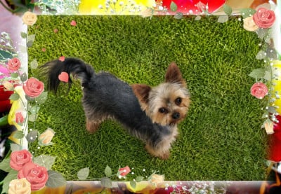 Étalon Yorkshire Terrier - Ungaro de terre basse