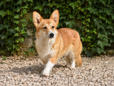 Étalon Welsh Corgi Pembroke - Ugoline De La Folle Emprise