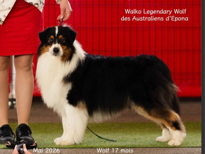 Étalon Berger Australien - VALKO LEGENDARY WOLF dit WOLF Des Australiens d'Epona