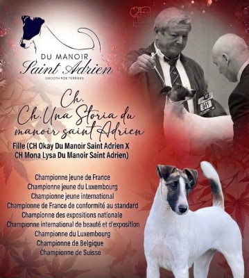 Étalon Fox Terrier Poil lisse - CH. Una storia du Manoir Saint Adrien